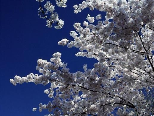 Весенняя открытка с цветущими деревьями