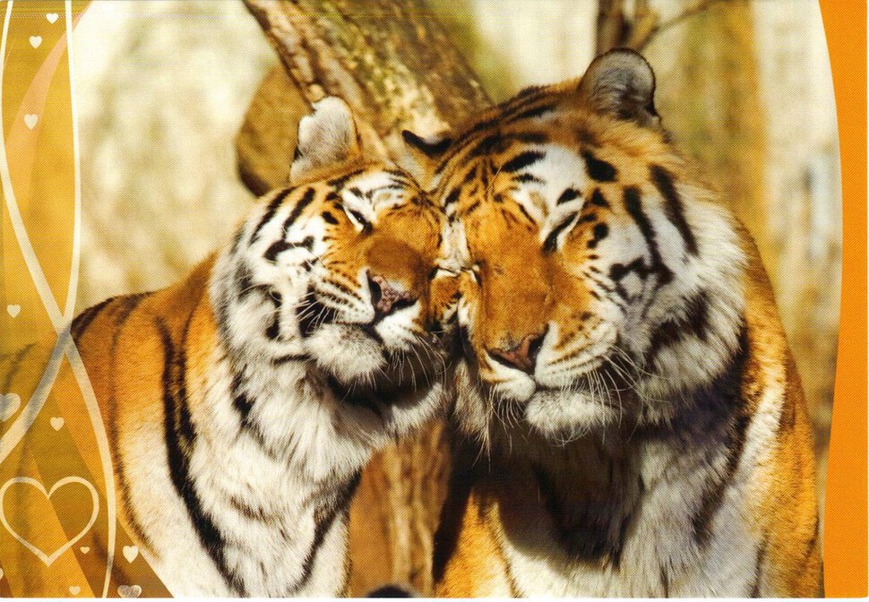 Влюбленные тигры. Открытка любимым
