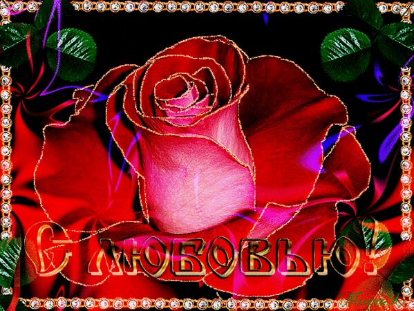Красная Роза с любовью! Анимация
