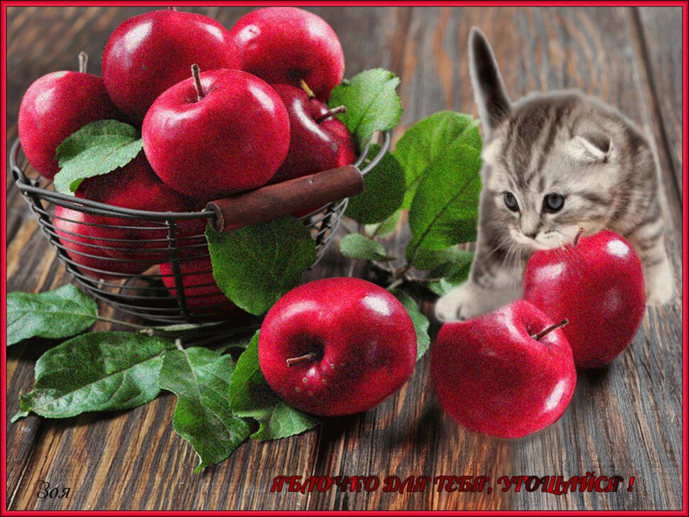 Гиф открытка котик с яблоками