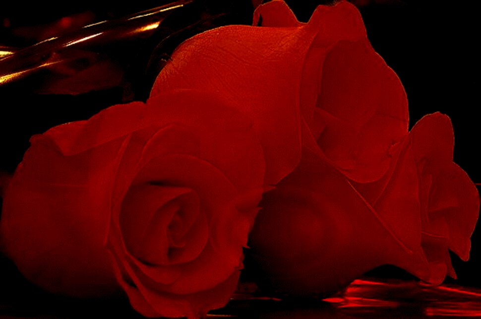 Оригинальная открытка цветы роз