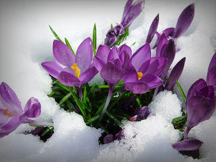 Весенние крокусы в снегу