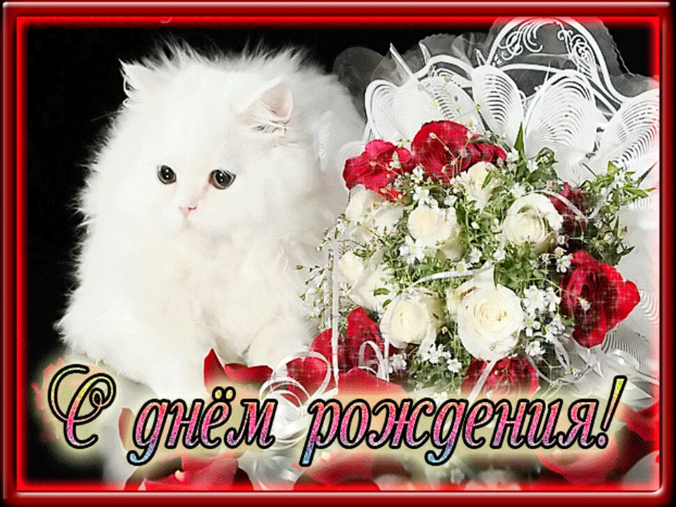 Белый кот с букетом роз с Днем Рождения!
