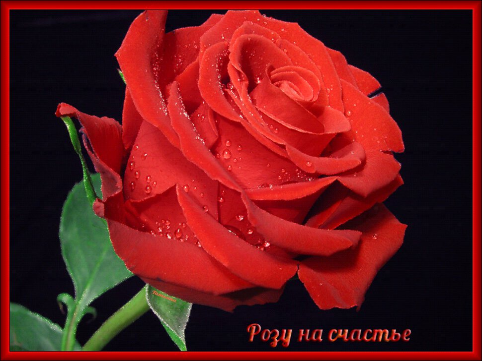 Открытка красная роза в рамке на счастье