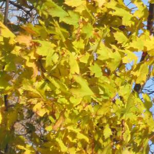 Фиалка золотая осень фото и описание сорта
