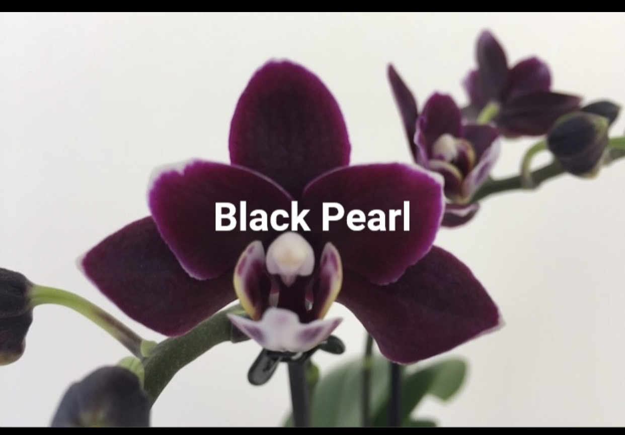 Doritaenopsis (little Black Pearl)