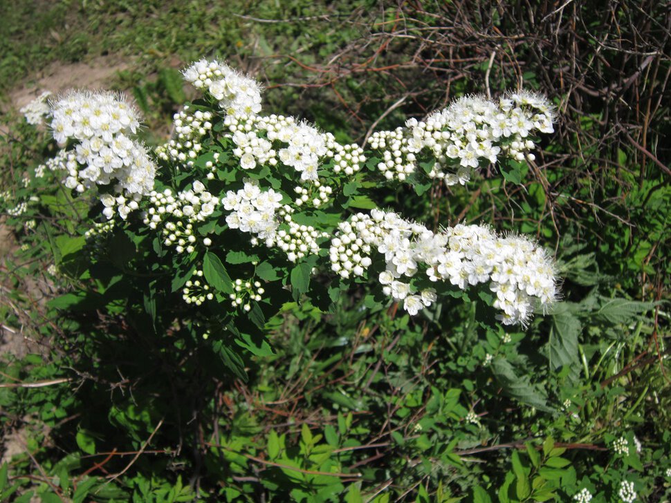 Снежник расцвёл