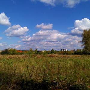 Перекати поле на белом фоне