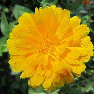 Солнечный зайчик цветок многолетник фото
