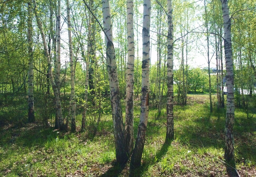 В майском лесу