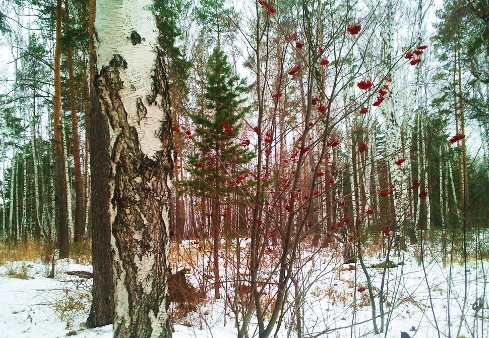 В зимнем лесочке