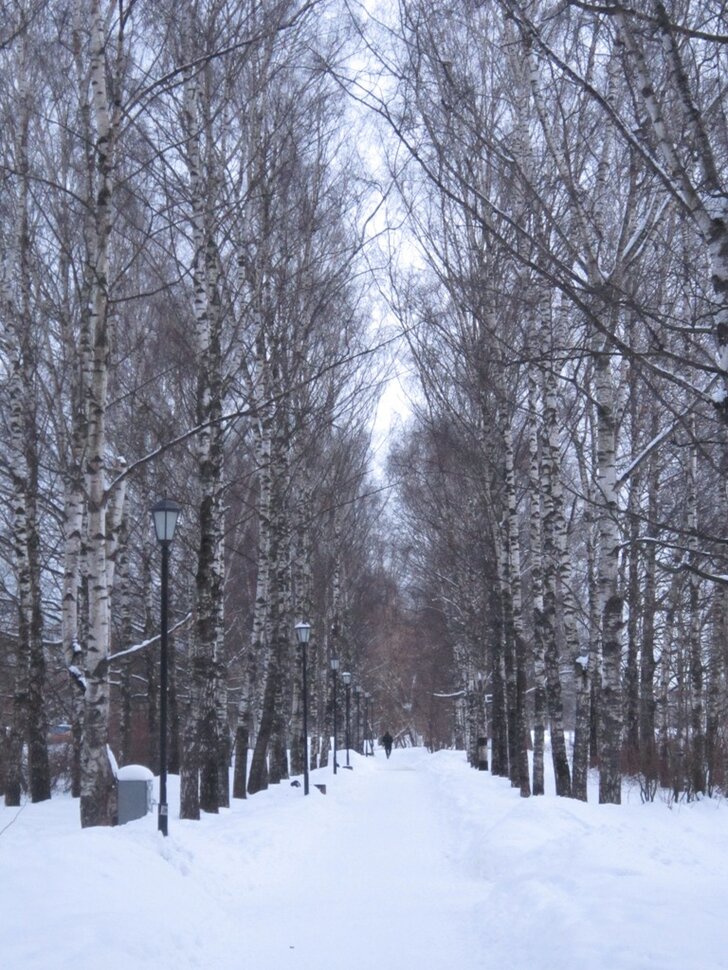 Берёзовая аллея в феврале