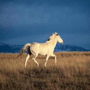 Лошади фото красивые редкие дикой природе