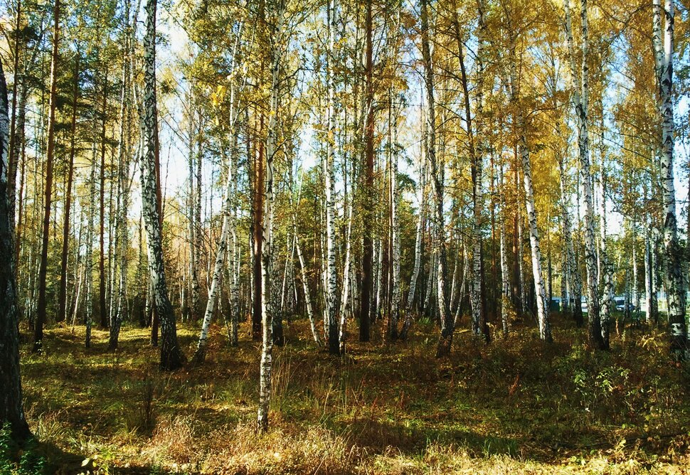 Осень в березовом лесу