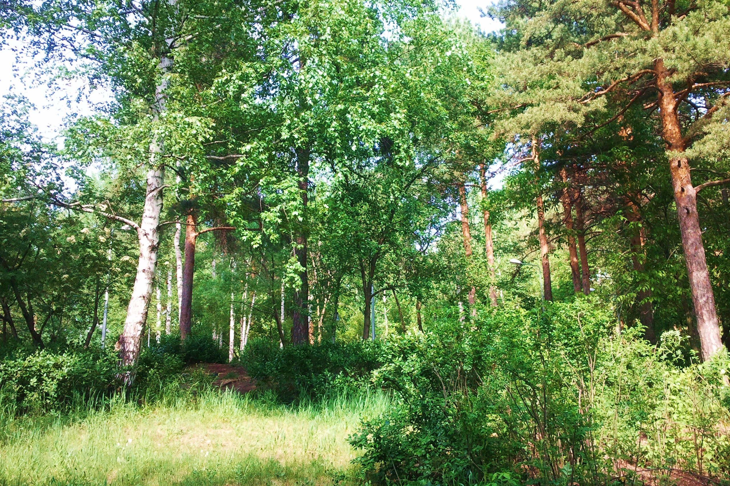 НГМР 388 лес расположенный