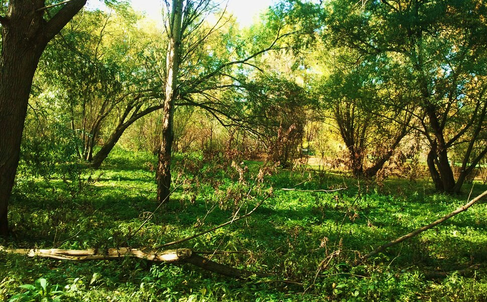 Осень в ботаническом саду