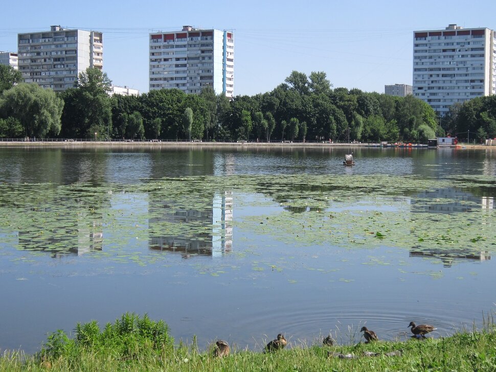 Головинский пруд в июле