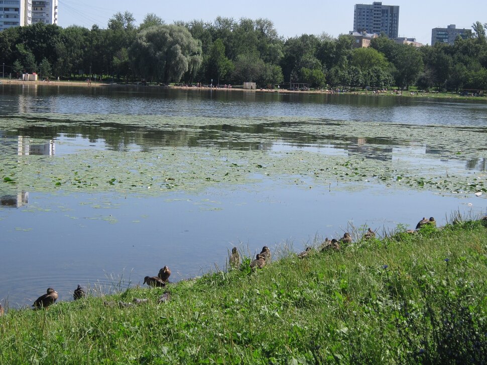 Головинский пруд в июле