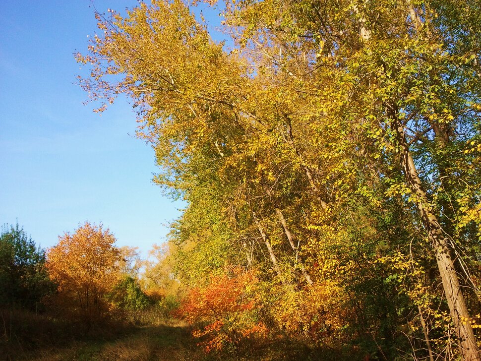 По осенней тропинке