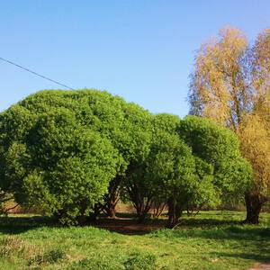 Фотографии мая месяца