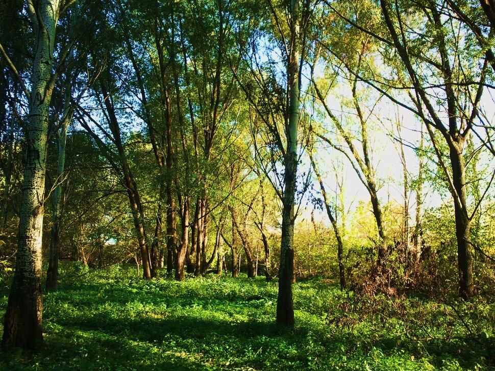 Осень в ботаническом саду