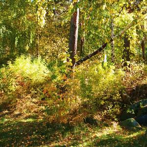 Бмв в осеннем лесу фото