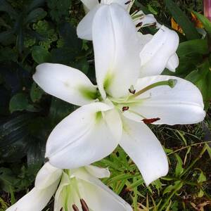 Лилия белая горячие фото