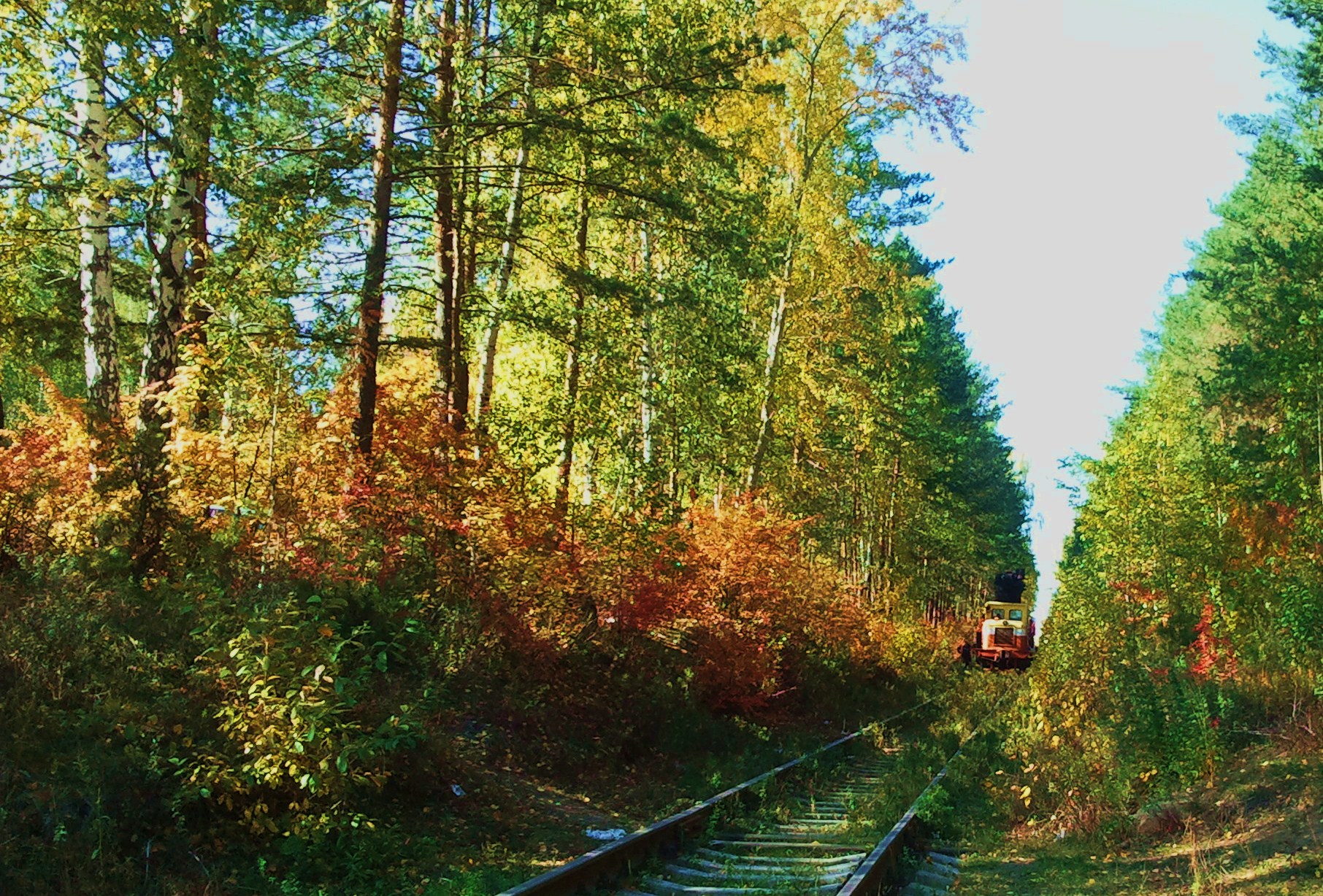 Фото лесная жемчужина котовск