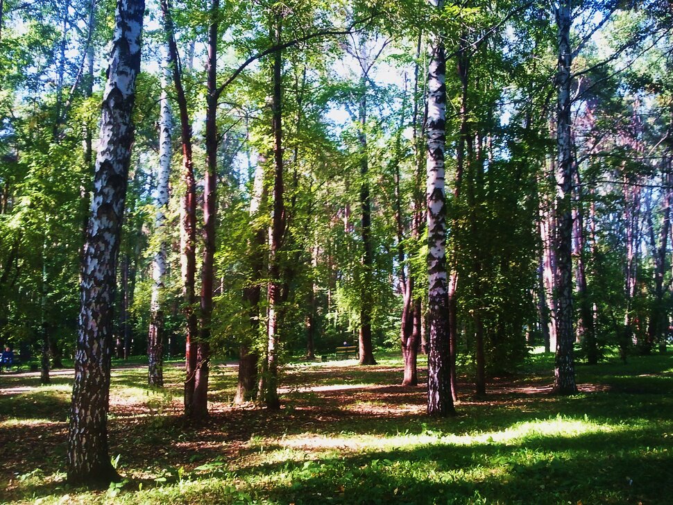 В веселом лесочке