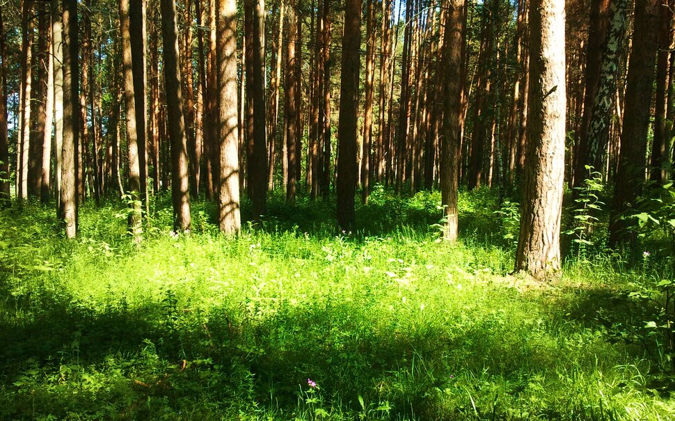 В июньском лесу