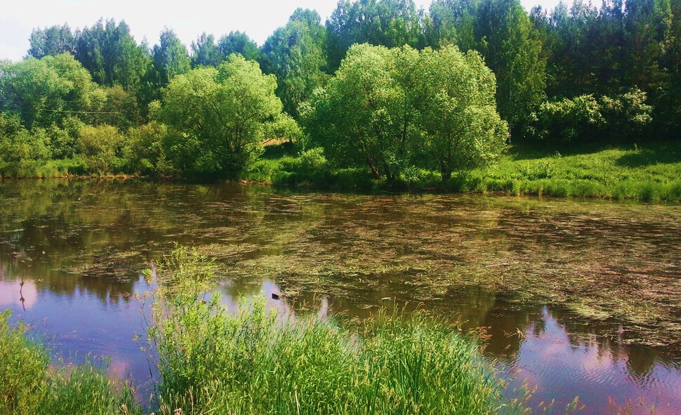 У заболоченной речушки