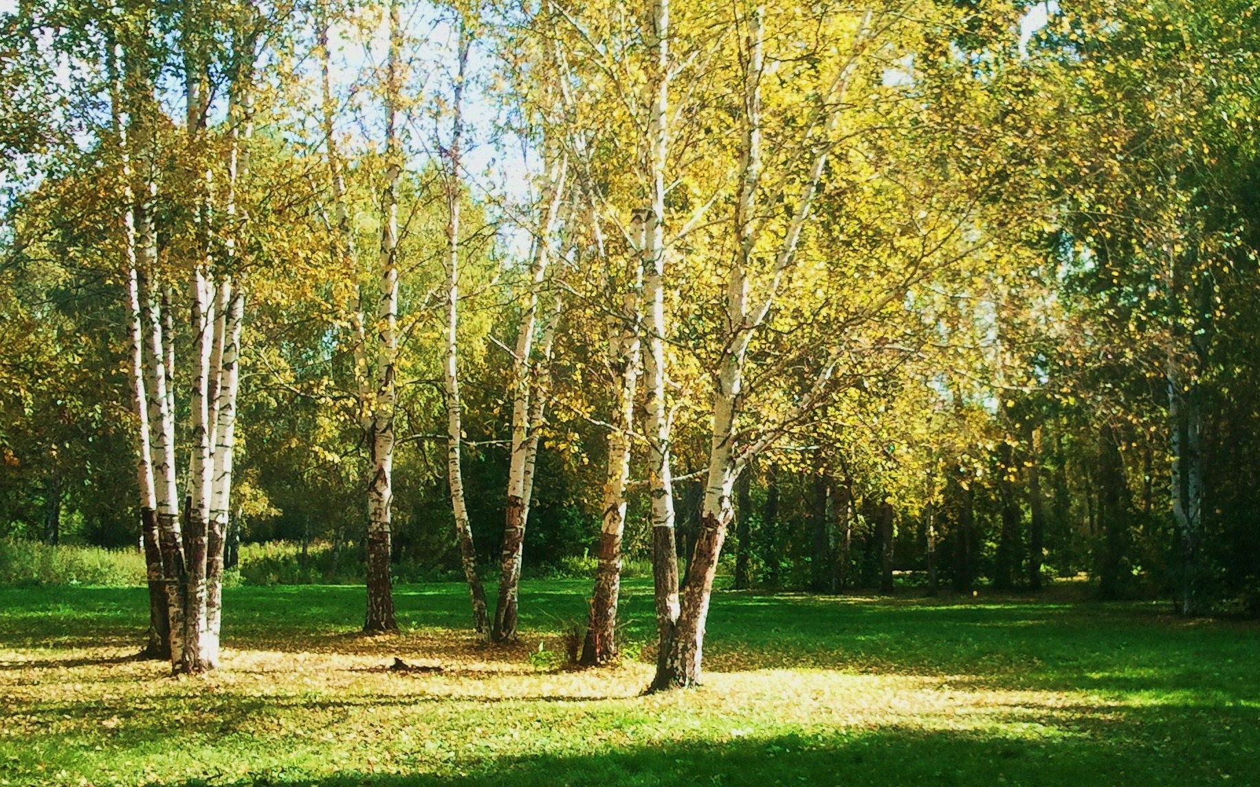 Природа Калужской области Берёзки