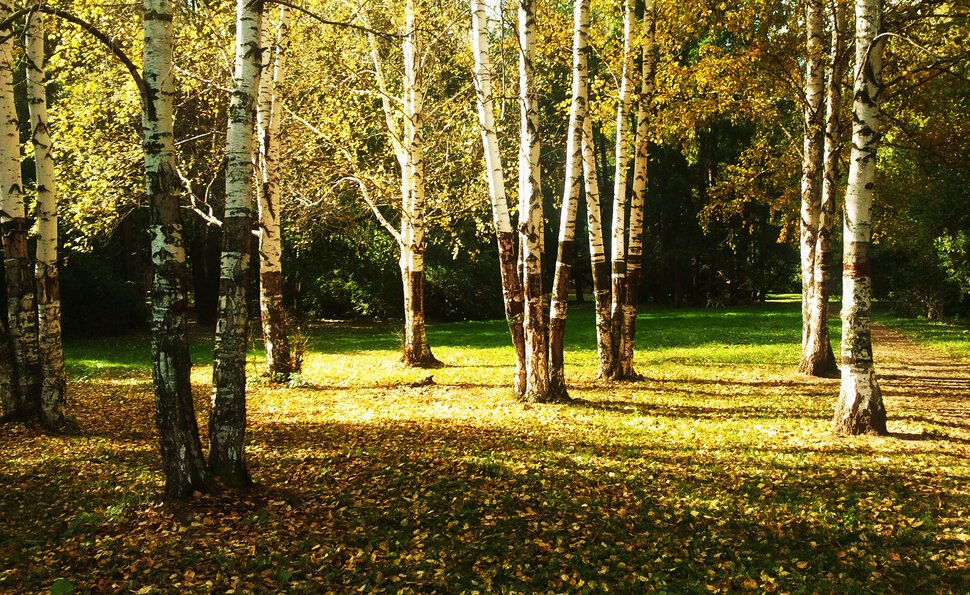 Осень с березками