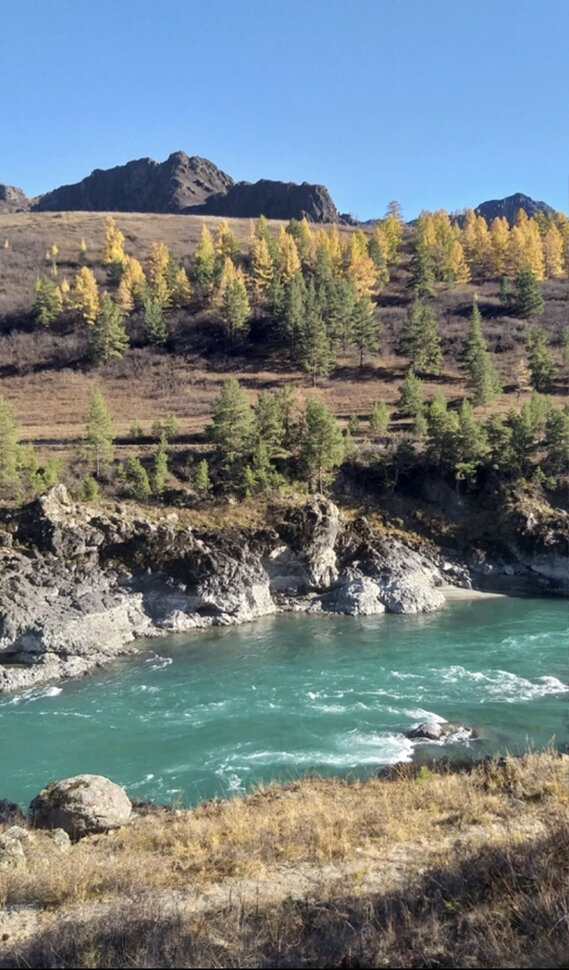 Река Катунь на Алтае. Автор фото Анна Филиппова