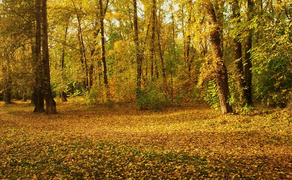 В разгаре осени