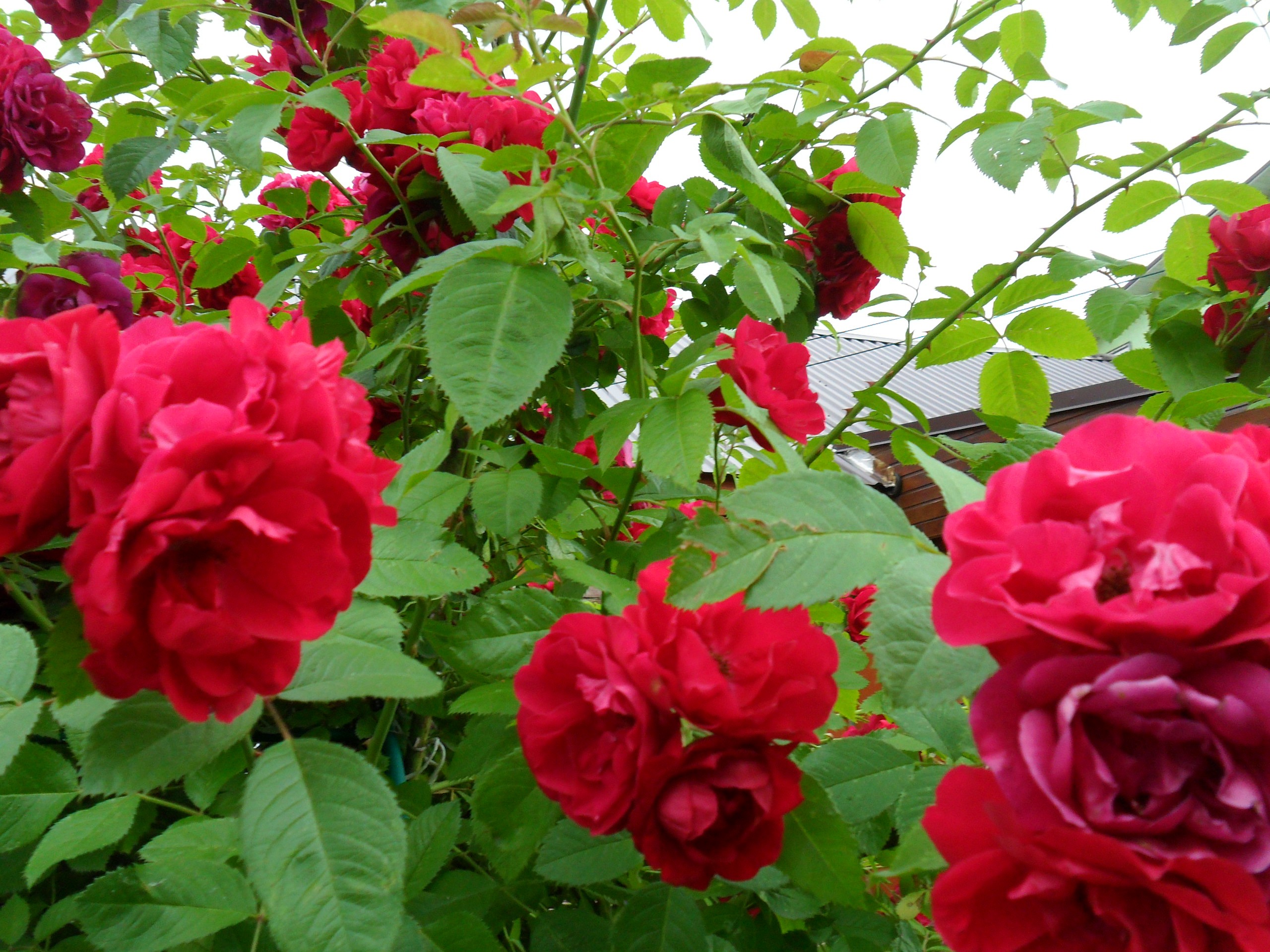 Фото чайной ароматной розы