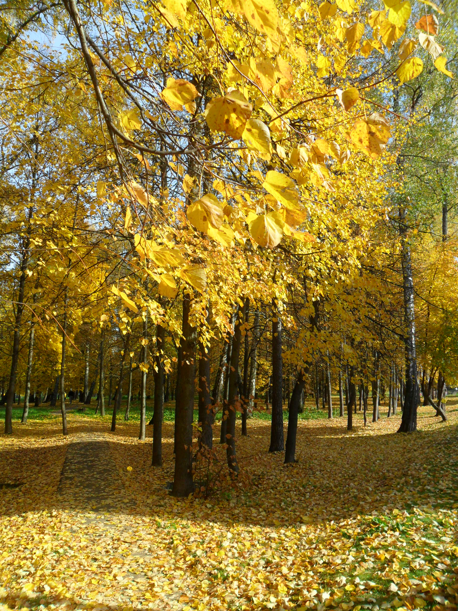 Парк барыши