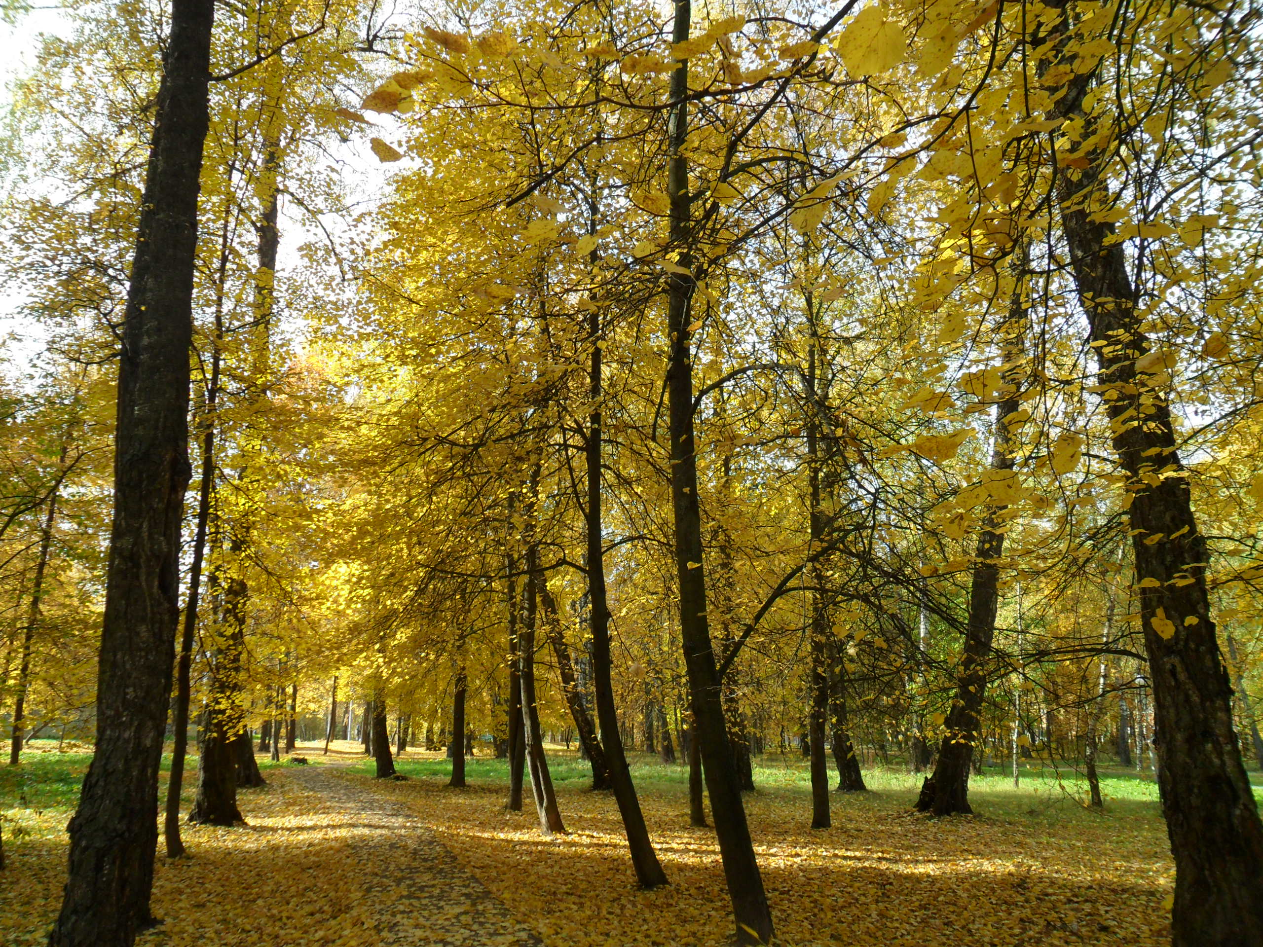 парк щербинка