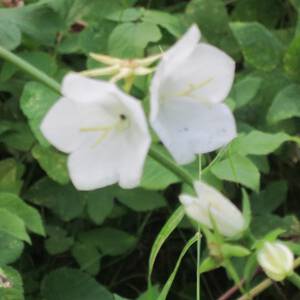 Белый колокольчик цветок фото