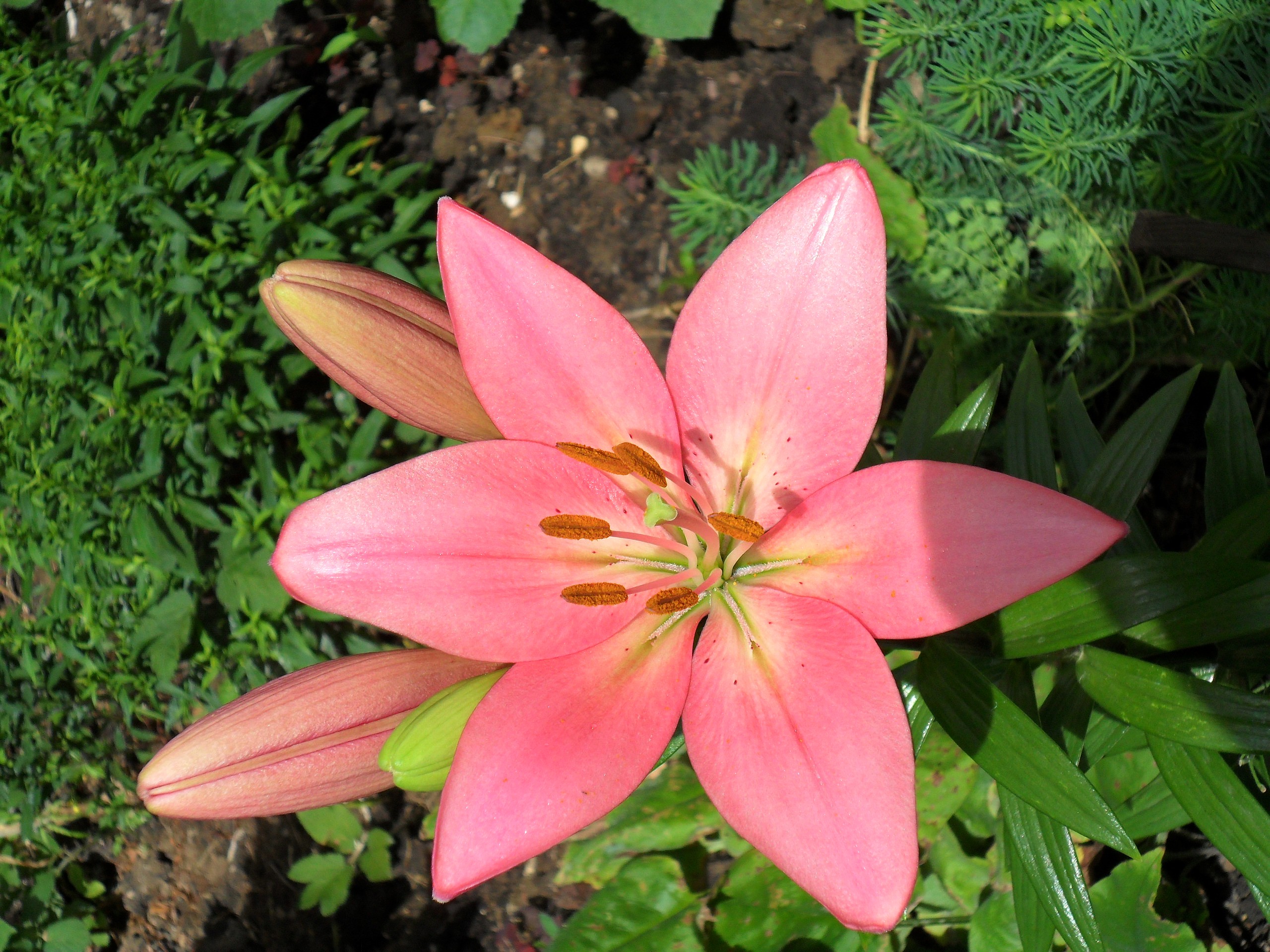 Лилия длинноцветковая