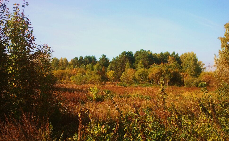 На осенних просторах