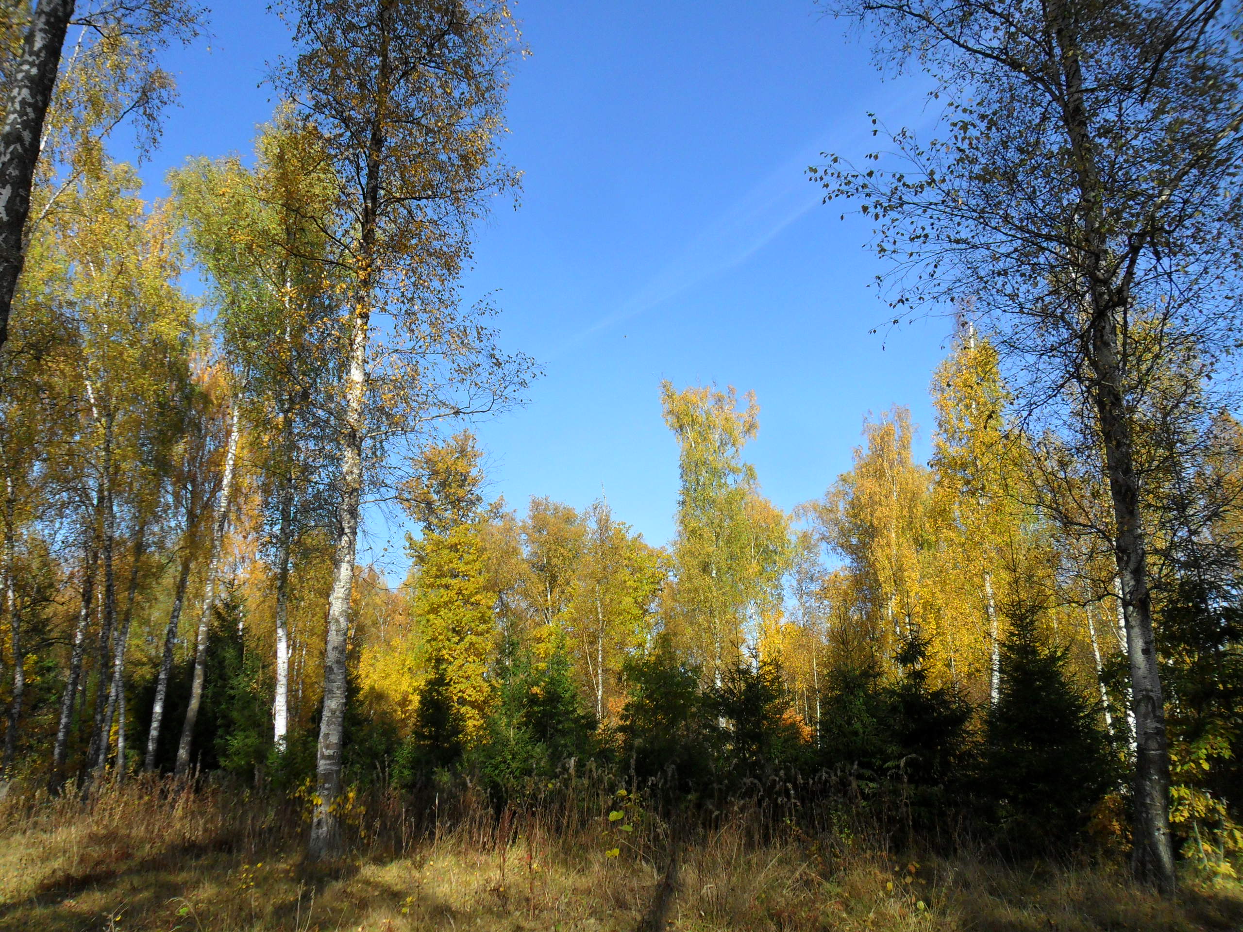 Лес замолкает и в зареве егэ