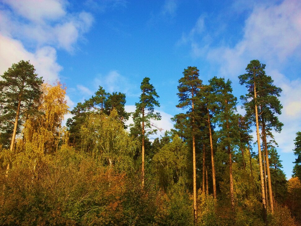 У осеннего леса