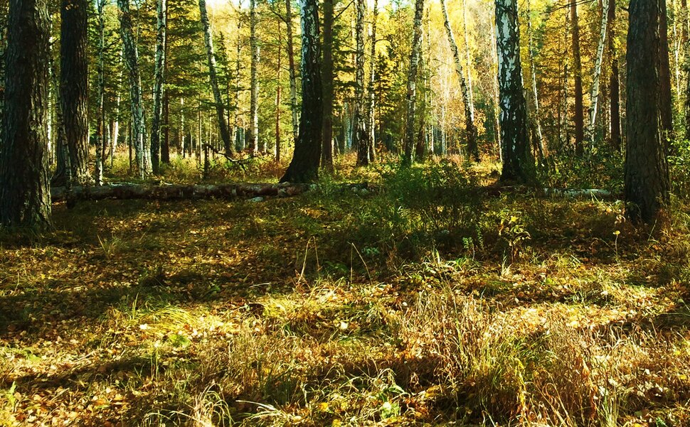 В осеннем лесу