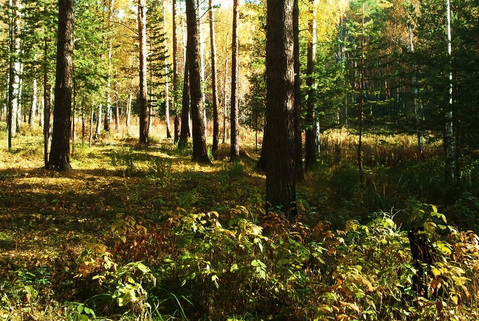 В осеннем лесу