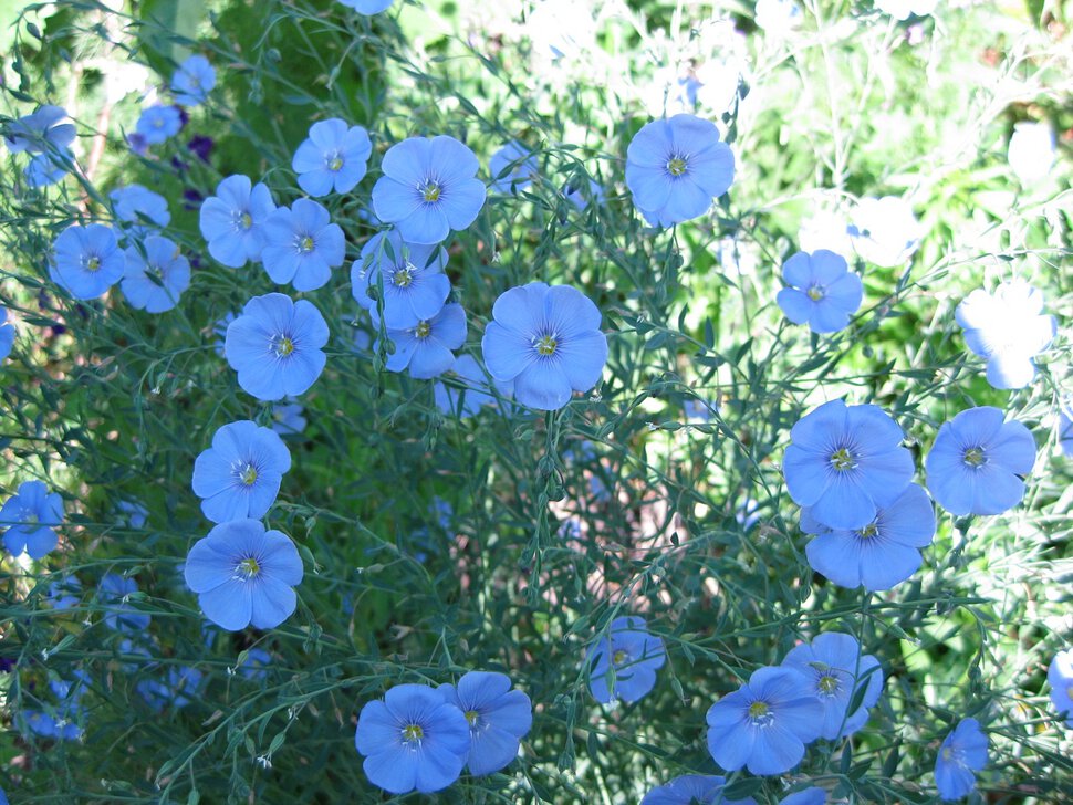 Голубенькие цветочки