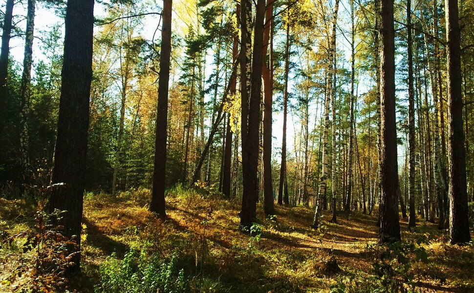 В осеннем лесу