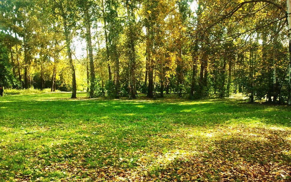 В лесу в сентябре