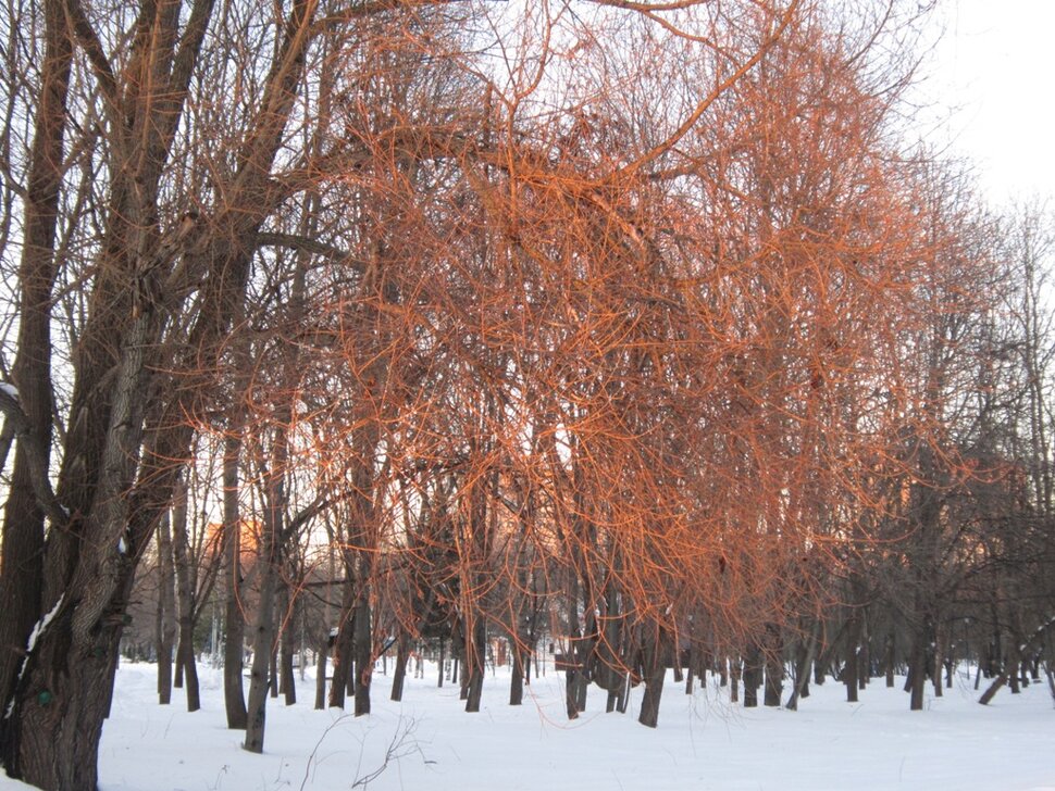 В зимнем парке