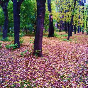 Турбина туриста листья падают